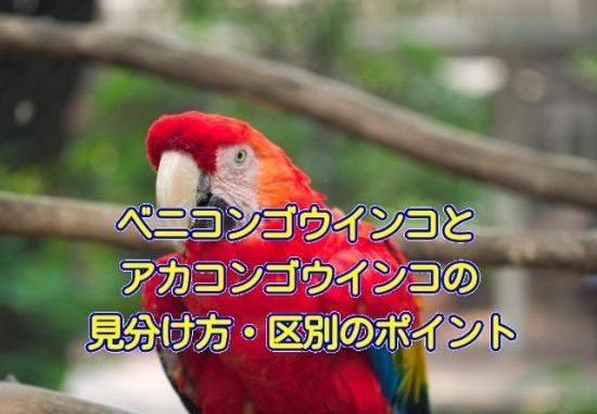 20170913_inko_eye