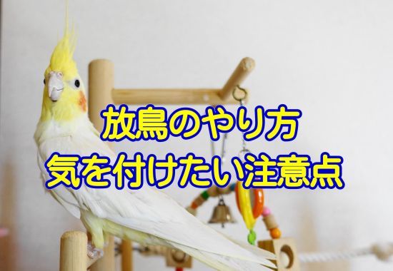 愛鳥(インコ・文鳥など)の放鳥のやり方・注意点・気を付けるべきポイント 愛鳥(インコ・文鳥など)の放鳥のやり方・注意点・気を付けるべきポイント