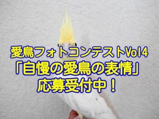 愛鳥フォトコンテスト第4回「自慢の愛鳥の表情」応募開始