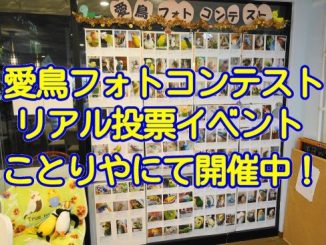 愛鳥フォトコンテストのリアル投票イベント開催中!
