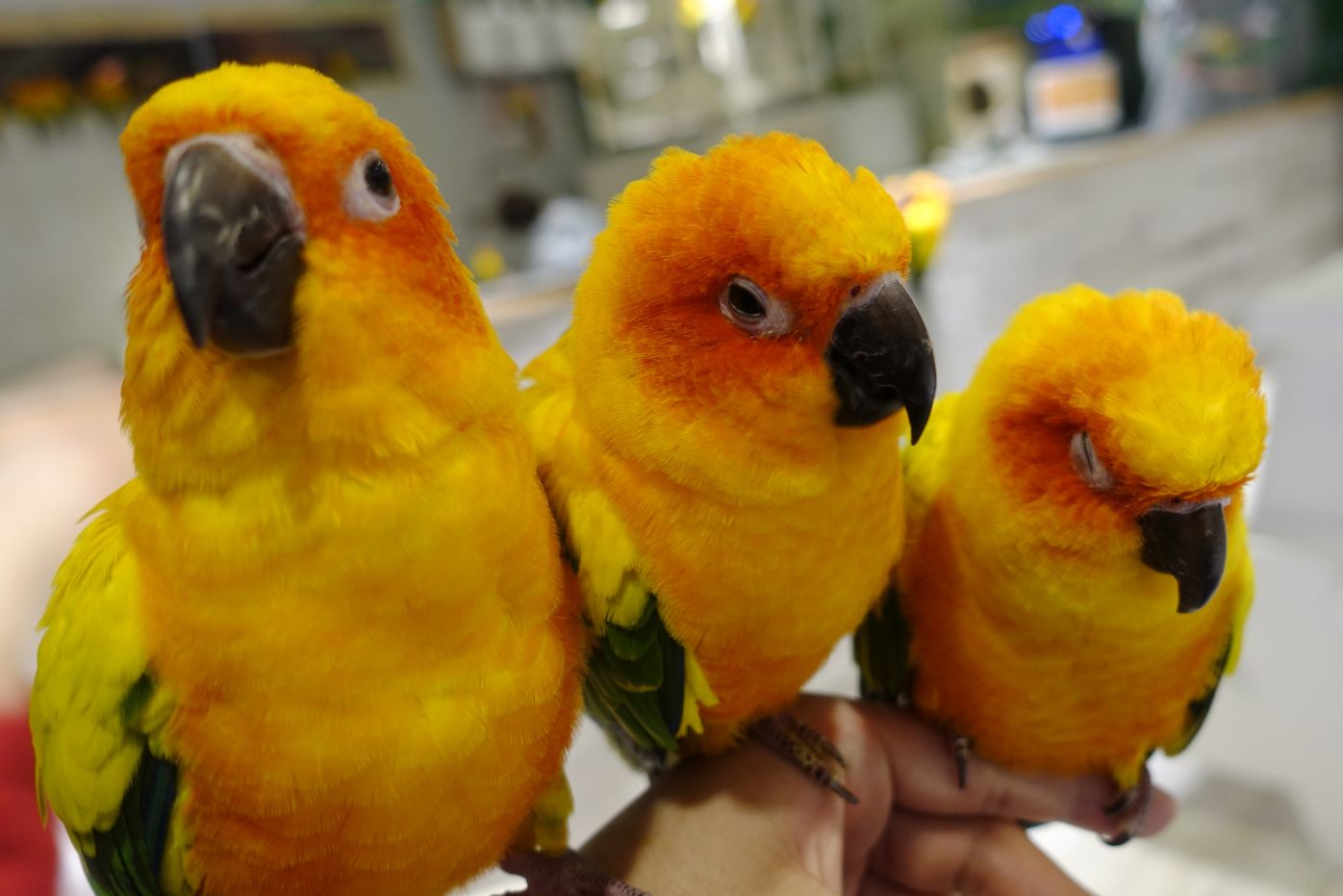 中型インコ】コガネメキシコインコの性質・特徴や鳴き声と値段について | インコ生活〜飼い方・育て方の総合情報サイト