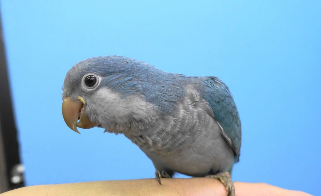 中型インコ オキナインコの性質 特徴 鳴き声と値段について インコ生活 飼い方 育て方の総合情報サイト