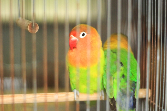 小型インコ ボタンインコの特徴や性格 鳴き声と価格について インコ生活 飼い方 育て方の総合情報サイト