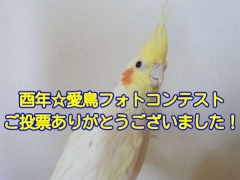 酉年☆愛鳥フォトコンテストの結果発表