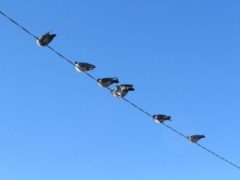 電線に止まる鳥