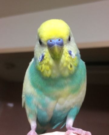 鳥の正面顔コンテスト25番 セキセイインコのひぃーちゃん ぴぃー様 インコ生活 飼い方 育て方の総合情報サイト 鳥の正面顔コンテスト25番 セキセイインコのひぃーちゃん ぴぃー様 インコ生活 飼い方 育て方の総合情報サイト