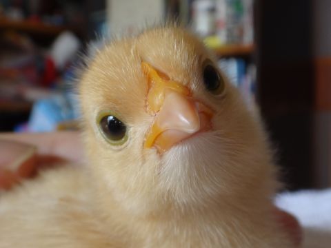 鳥の正面顔コンテスト67番 名古屋コーチンのぽんちゃん 庵ちゃん様 インコ生活 飼い方 育て方の総合情報サイト