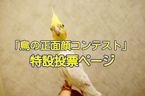 酉年☆愛鳥フォトコンテスト「#鳥の正面顔コンテスト」の特設投票ページ