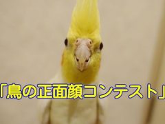 鳥の正面顔コンテスト・オカメインコ