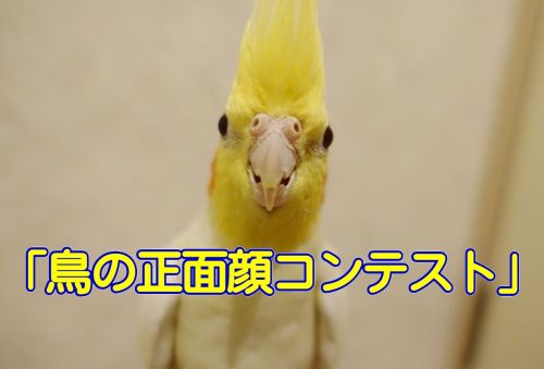 鳥の正面顔コンテスト・オカメインコ