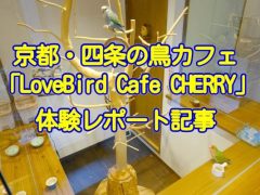 京都の鳥カフェLovebird Cafe CHERRYの体験レポート記事