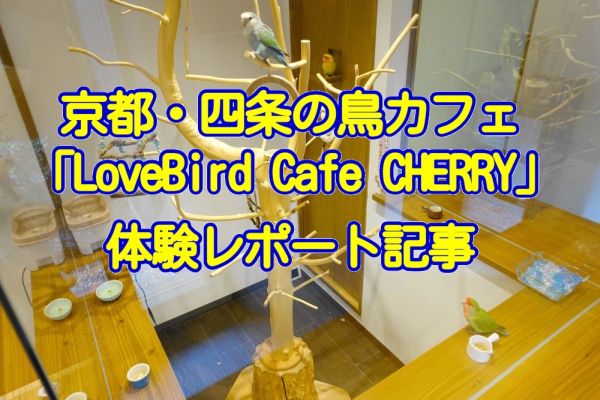 京都の鳥カフェLovebird Cafe CHERRYの体験レポート記事