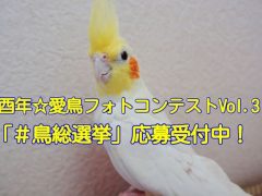 酉年☆愛鳥フォトコンテストVol3「鳥総選挙」