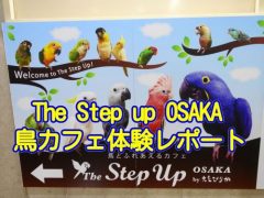 The Step Up OSAKA体験レポートのアイキャッチ