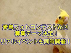 第四回・酉年☆愛鳥フォトコンテストが2017年10月に開催決定！