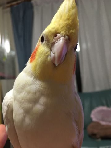 自慢の愛鳥の表情 026番 オカメインコのおもちちゃん かっしー様 インコ生活 飼い方 育て方の総合情報サイト