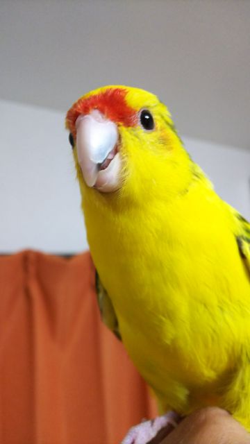 自慢の愛鳥の表情_043番「キガシラアオハシインコのグリちゃん 