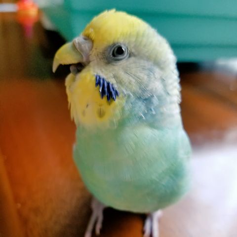 自慢の愛鳥の表情 123番 セキセイインコのぴーちゃん ぴーのおねえちゃん様 インコ生活 飼い方 育て方の総合情報サイト