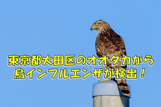 東京都の大田区で発見されたオオタカから鳥インフルエンザ陽性反応