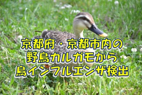 京都府・京都市の野鳥カルガモから鳥インフルエンザが検出