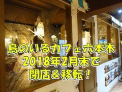 鳥カフェ「鳥のいるカフェ六本木店」が閉店し、東京台東区・根津駅付近に移転