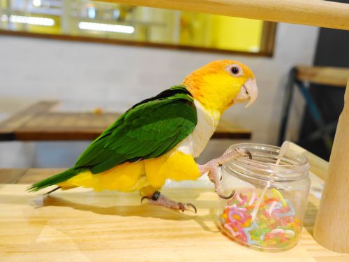 中型インコ シロハラインコの特徴や性格 鳴き声と価格について インコ生活 飼い方 育て方の総合情報サイト