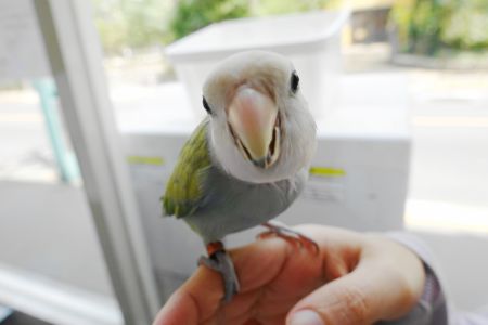 インコの利き目が首かしげのしぐさに影響 左右どちらが利き目か調べる方法 インコ生活 飼い方 育て方の総合情報サイト