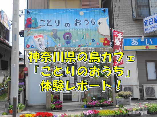 神奈川県の鳥カフェ「ことりのおうち～ふれあいインコカフェ」体験レポート