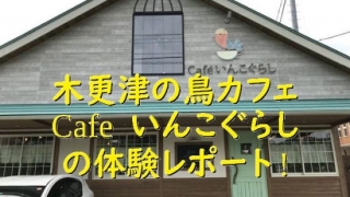 千葉県・木更津の鳥カフェ「Cafeいんこぐらし」体験レポート