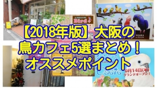 2018年版大阪の鳥カフェ5選まとめ・特徴とオススメポイント、システムを紹介