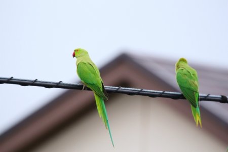 追記 ワカケホンセイインコの野生化問題についてまとめ 東京 神奈川で繁殖 インコ生活 飼い方 育て方の総合情報サイト