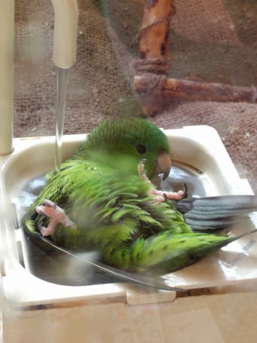 結果発表 第5回愛鳥フォトコンテスト 水浴び 首かしげ 投票ありがとうございました インコ生活 飼い方 育て方の総合情報サイト