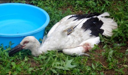 鳥ニュース 防鳥ネットによる野鳥への危険性 茨城県で天然記念物コウノトリも被害に インコ生活 飼い方 育て方の総合情報サイト