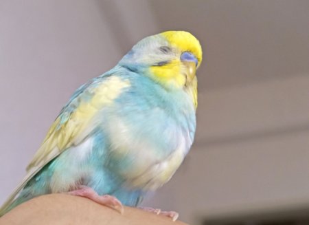 インコも仮病をする 病気のふりをする原因とインコ心理を解説 インコ生活 飼い方 育て方の総合情報サイト