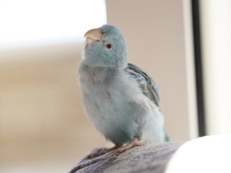 インコの利き目が首かしげのしぐさに影響 左右どちらが利き目か調べる方法 インコ生活 飼い方 育て方の総合情報サイト