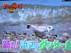 2018年10月28日のダーウィンが来た！は、フエコチドリ特集「踊る！浜辺のダンサー鳥」