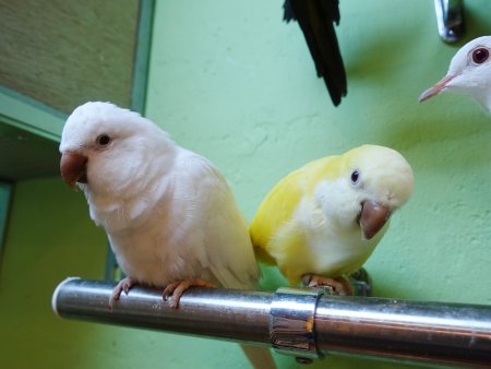 中型インコ オキナインコの性質 特徴 鳴き声と値段について インコ生活 飼い方 育て方の総合情報サイト