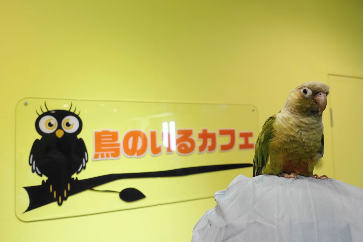 ウロコインコと写っている鳥のいるカフェ浅草店の看板