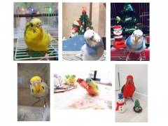 第6回愛鳥フォトコンテスト「クリスマス」の賞品が到着