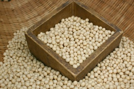 インコに生豆は有毒！中毒症状を引き起こす原因と与える時の注意点