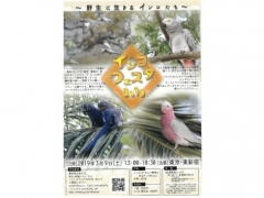 インコフェスタ2019が3月9日に新宿で開催！インコの野生下の生態を紹介