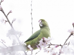 東京の井の頭公園で野生化したワカケホンセイインコが桜の花を食べているところを目撃
