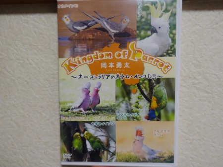 野生のインコの写真家・岡本勇太氏が製作したDVD「Kingdom of Parrot」のパッケージ