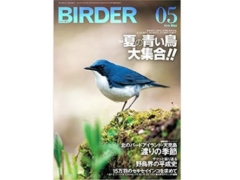 4月16日発売のBIRDER(バーダー)5月号にセキセイインコ15万羽の大群が掲載！