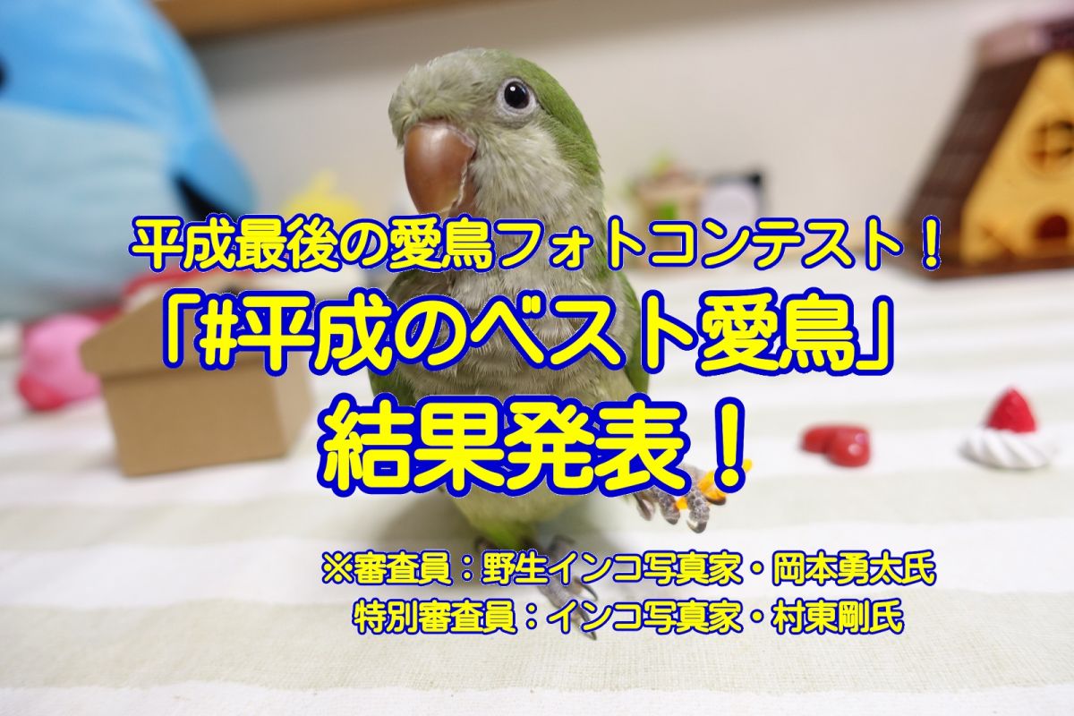 平成最後の愛鳥フォトコンテスト「#平成のベスト愛鳥」結果発表