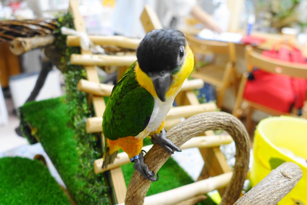 中型インコ ズグロシロハラインコの性質 特徴や鳴き声と値段について シロハラインコとの違い インコ生活 飼い方 育て方の総合情報サイト