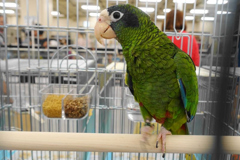 中型インコ ミミグロボウシインコの性質 特徴や鳴き声と値段について インコ生活 飼い方 育て方の総合情報サイト