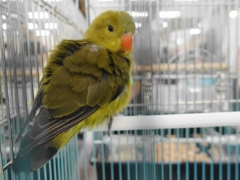 バード＆スモールアニマルフェアで展示されていたハツハナインコの幼鳥の後ろ向き