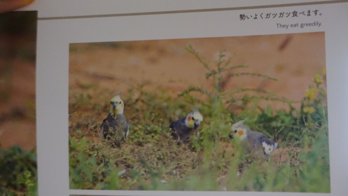 インコの採餌おもちゃ 鳥を噛むおもちゃステンレス鋼のペット鳥の採餌おもちゃウィッカーボール鳥のおもちゃ小さなインコの遊び 卸直営