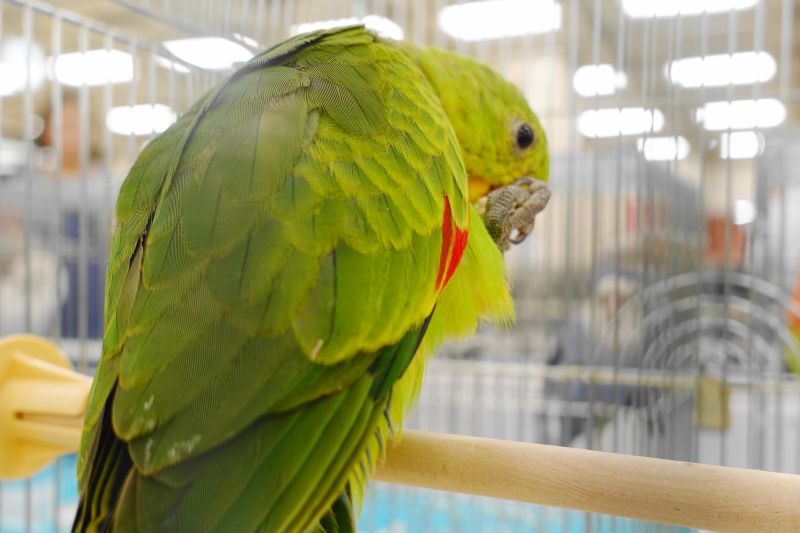 中型インコ ハゴロモインコの性質 特徴や鳴き声と値段について インコ生活 飼い方 育て方の総合情報サイト